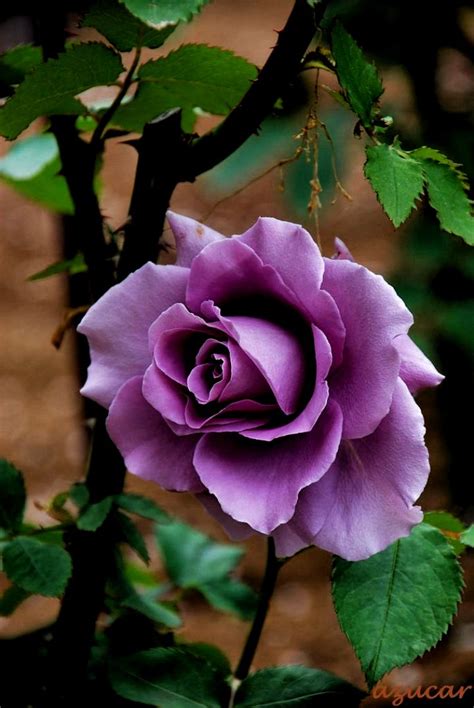 ~hybrid Tea Rose Rosa Blue Time Japan 2004 ~~ By