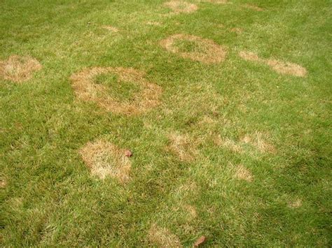 How Do I Treat Brown Patches On My Lawn