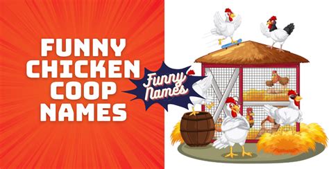 500 Funny Chicken Coop Names Hilarious Unique And Creative