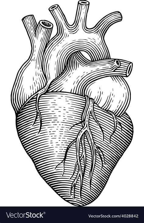 Human Heart Royalty Free Vector Image Vectorstock