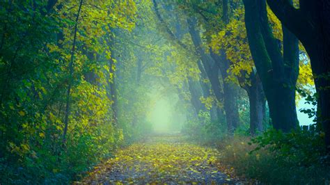 Download Wallpaper 1920x1080 Autumn Path Fog Foliage Blur Forest Full Hd Hdtv Fhd 1080p