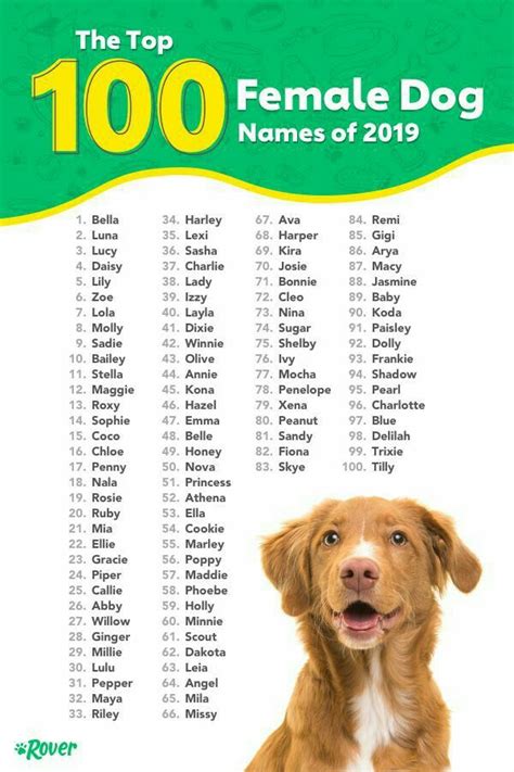 Nomes De Cachorros