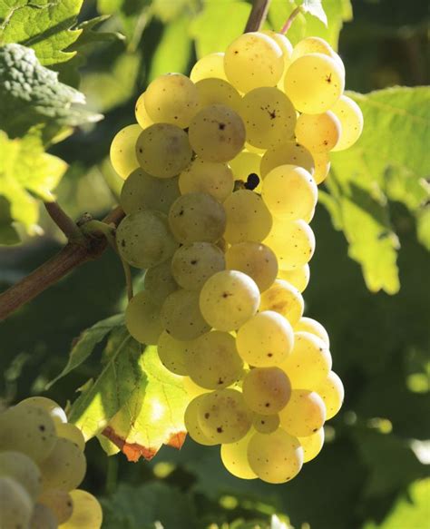 Grape Of The Month Learn About Riesling Riesling Grapes Wine Course