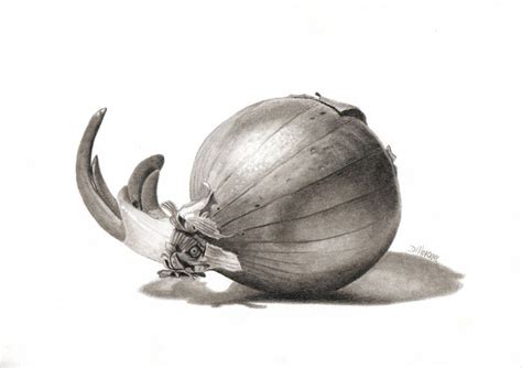 Rhino Onion Pencil Drawing By Dietrich Moravec Artfinder