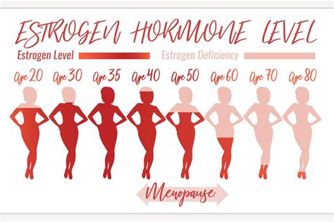 Estrogen Hormone Level Education Illustrations ~ Creative Market