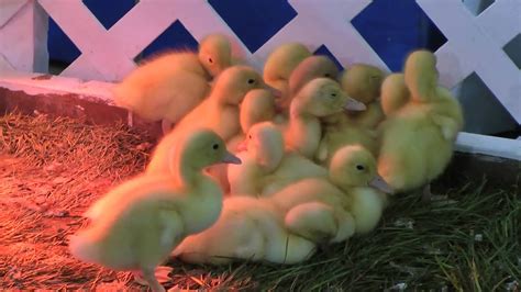 Pile Of Baby Ducks Fighting For Best Spot Youtube