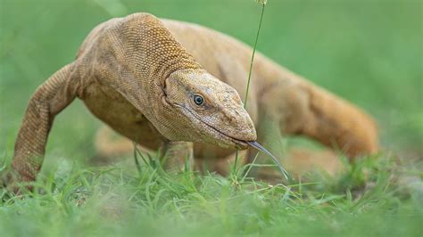 Bengal Monitor Lizard