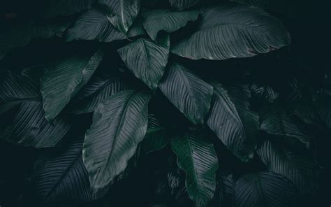 Black Leaves Wallpapers Top Những Hình Ảnh Đẹp