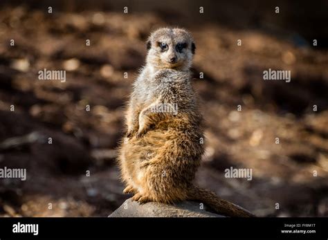 Meerkat Stand Sentry Stock Photo Alamy