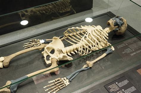 “spy 2” A Belgian Neanderthal For Fossil Friday Royal Belgian