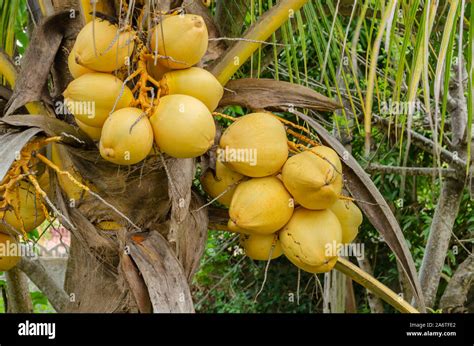 Bunches Of Coconuts Stock Photo Alamy