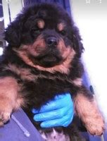 We did not find results for: Rottweiler Breeders in New York