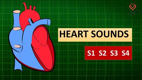 Heart Sounds S1 S2 S3 S4homoeopathy And Health Youtube