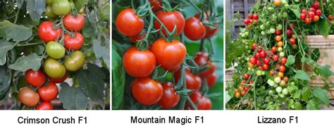 Blight Resistant Tomato Seeds Blight Free Tomato Varieties