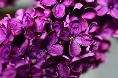 Planting Lilac Bushes And How To Grow Them The Garden