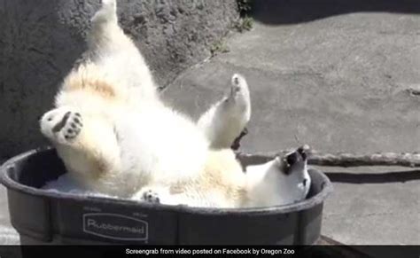 Feelin Hot Hot Hot Watch This Young Polar Bear Frolic In A Tub Of Ice