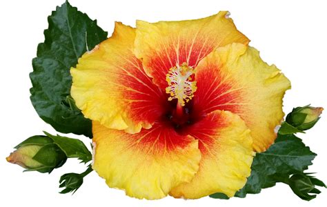 Hibiscus Yellow Flower Free Photo On Pixabay