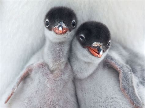 15 Adorable Animal Couples Fantastic Viewpoint