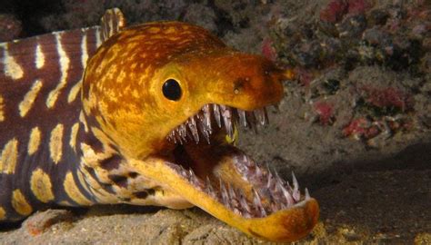 10 Most Unusual Deep Sea Creatures‏