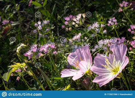 Pink Evening Primrose Wildflowers In Native Garden Stock Photo Image