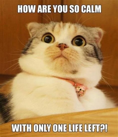 1000 Images About Scared Cats On Pinterest Grumpy Cat