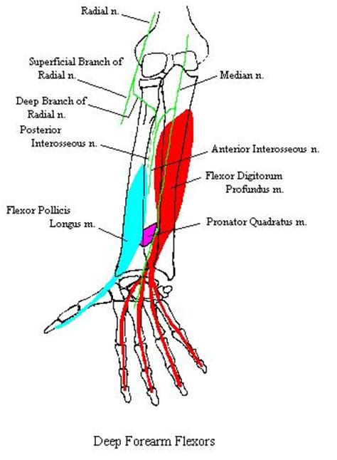 The brachioradialis muscle, which is fixed to the radius, to its distal end. ForearmDeepFlexorsComplete