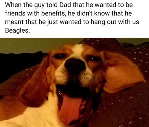 Beagle Hanging Out Dads Memes Animals Animales Animaux Beagle
