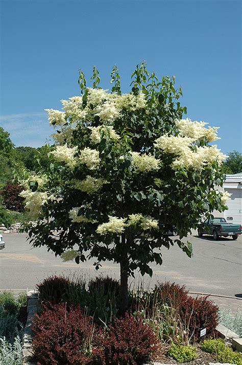 First Editions® Snowdance™ Japanese Tree Lilac Syringa Reticulata Bailnce In Inver Grove