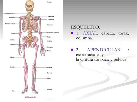 Powerpoint Osteologia Generalidades