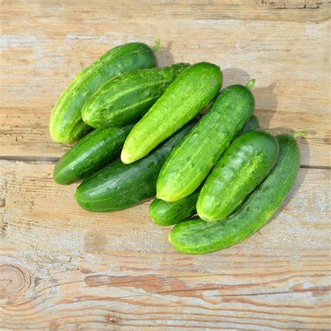 Cucumber Green Gem Seeds The Seed Collection