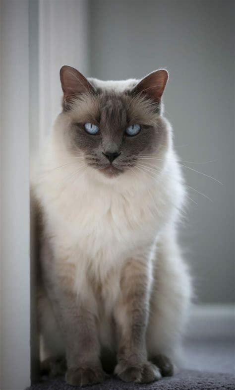 Balinese Cats Hypoallergenic Personality Price Adoption