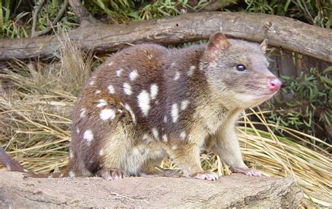 Quoll Fun Animals Wiki Videos Pictures Stories