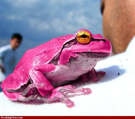 Pink Frogs Pink Frog Hi Res Pictures Frog Pictures Frog Amazing Frog