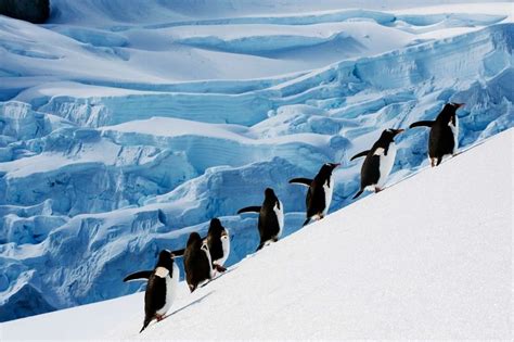 Antarctic Peninsula Fly In And Polar Cruise Discover The World