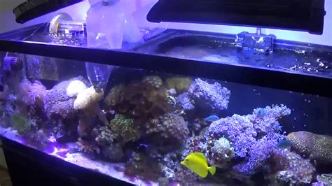 Clean Up Crew In A Reef Tank How Important To Restock Youtube