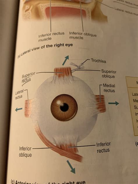 Extraocular Muscles Diagram Quizlet