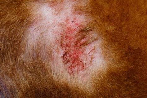 9 Causes Of Folliculitis In Dogs And How To Treat Them Top Dog Tips