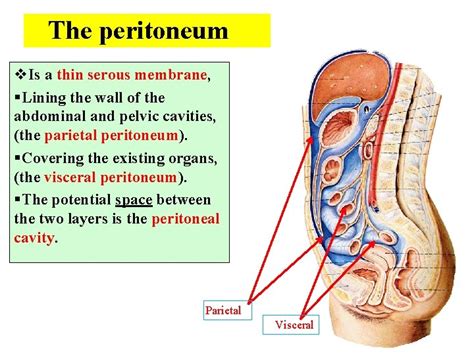Peritoneum Function Layers Anatomy Relations Of Lesser Sac And