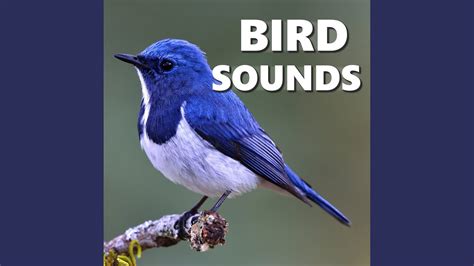 Fresh Bird Sounds Youtube
