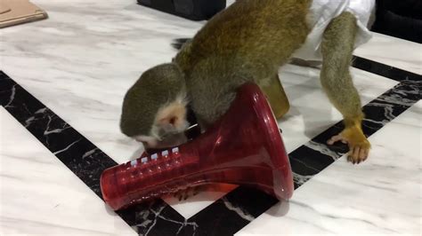 Pet Squirrel Monkey Playing Youtube