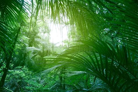 Canopy Of Jungle Stock Photo Image Of Nature Environmental 141997682