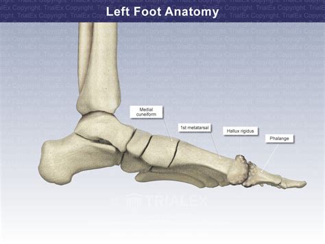 Left Foot Anatomy Trial Exhibits Inc