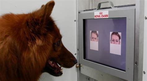 Researchers Your Dog Can Detect Human Emotion Just By Looking At Your