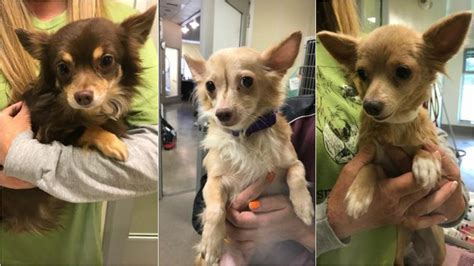 Three Different Pictures Of Small Dogs Being Held In Their Owners Arms