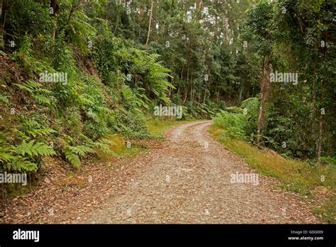 Narrow Winding Road Slicing Through Dense Lush Green Rainforest With