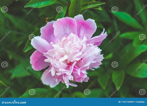 Pink Peony In Summer Park Stock Image Image Of Pink 116714459