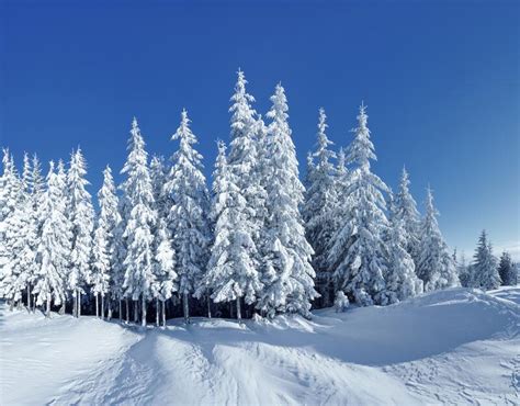 Landscape On The Cold Winter Morning Pine Trees In The Snowdrifts