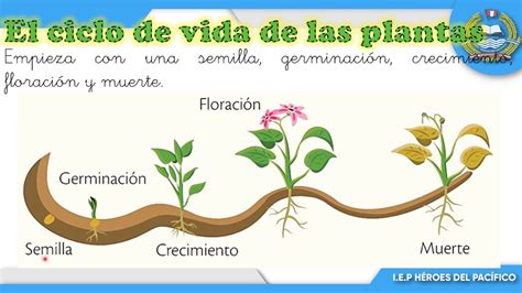 Ciclo De Vida De Las Plantas Youtube