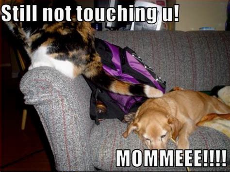 Find The Stunning Funny Calico Cat Memes Hilarious Pets Pictures