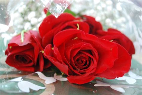 We did not find results for: Rose Gift Wrapped - Gorgeous Flowers Jamaica